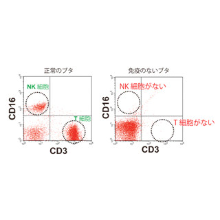 明大など、高効率かつ短期間で免疫のないブタを作出する技術を開発