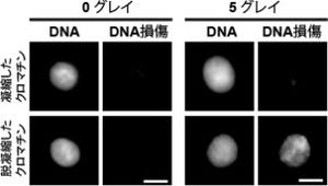 クロマチンの凝集は放射線からDNAを守るための仕組み - 阪大などが発見