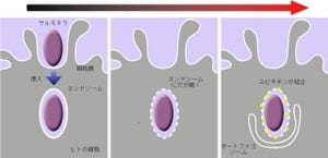 阪大、オートファジーが細胞内に侵入した病原菌の分解も行うことを発見