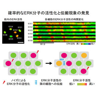 細胞はAM方式ではなくFM方式を用いて増殖速度をコントロールしている -京大