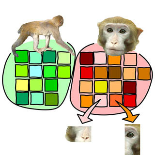 高度な物質認識を行う高次視覚野はモザイク画のように構成されている - 理研