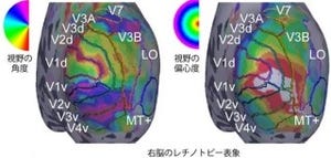 物体認識で遮蔽物体の欠損視覚情報の補完は初期視覚野で行われる - 京大