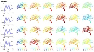 OIST、これまでにないニューロンの活動をシミュレートするソフトを開発