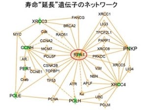 TMDU、「脊髄小脳失調症1型」に大きな関連を示す遺伝子を発見