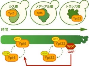 理研、「ゴルジ体」のタンパク質輸送を司る分子機構の一端を解明