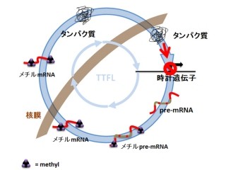 化学修飾されたmRNAが概日リズムを決定していた - 京大など