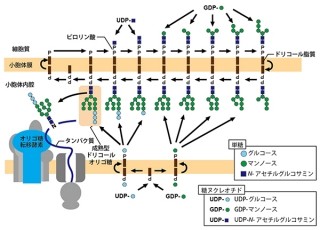 理研など、「未成熟型ドリコールオリゴ糖」だけを分解する仕組みを発見