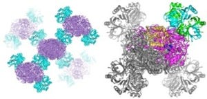 理研、生物のストレスに対する防御応答のバランスを保つ仕組みの一端を解明