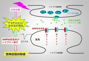 横浜市大、恐怖体験の記憶が形成される際に働く分子を特定