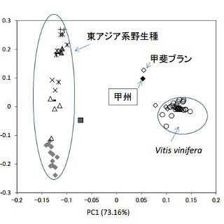 ワインでも有名な国産ブドウ「甲州」は中国より伝来!? - 酒類総合研究所