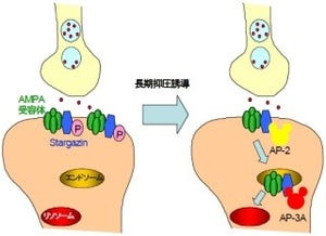 慶応大、記憶や学習といった脳機能の基盤となるメカニズムを解明