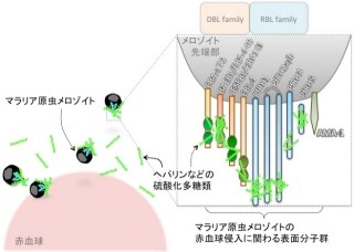 東大、「ヘバリン」がマラリア原虫の侵入を阻害する仕組みを解明