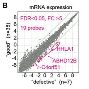 iPS細胞で品質の悪い細胞を見分けることに成功 - 京都大学と神戸大学