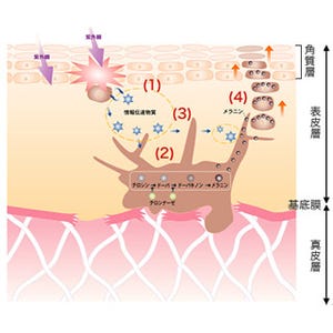 富士フイルム、美白有効成分によるメラニン色素の分解促進効果を確認