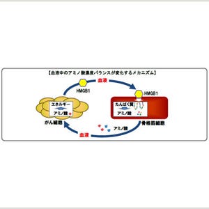 味の素、がんによる血液中のアミノ酸濃度バランスの変化の仕組みを解明