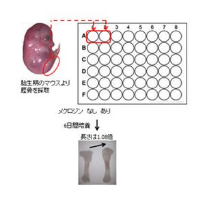 乗り物酔い止め薬「メクロジン」に骨を伸ばす作用 - 名大が発見