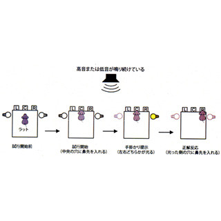 報酬への期待が高い時、扁桃体-海馬間で高い周波数リズムが生じる - 京大