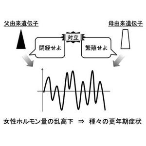 両親由来の2つの異なる遺伝子の対立が女性の更年期を引き起こす!? -総研大