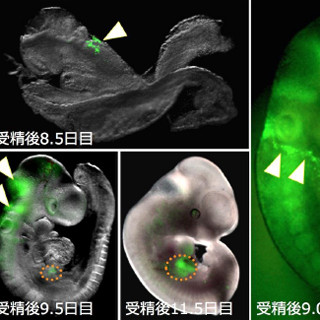 東北大、胎児が赤血球をつくるための造血ホルモンを生み出す細胞を発見