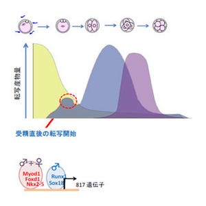 精子は発生のための転写プログラムを起動させるコーディネーター!? - 東大