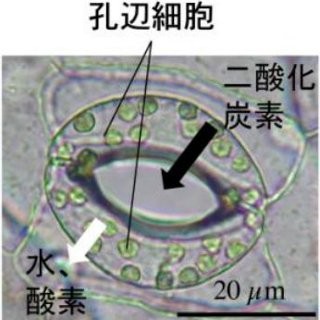 名大、植物の気孔を広げて二酸化炭素の取り込み量を増やすことに成功