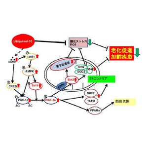 カネカ、還元型コエンザイムQ10による老化遅延などの作用メカニズムを解明