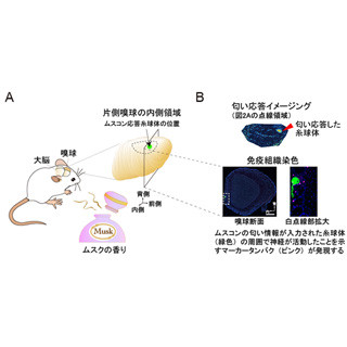 東大、ムスクの香りを感知する嗅覚受容体と脳領域を発見