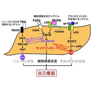 TMDU、脳内の幹細胞が枯渇せずに自己複製を継続できる仕組みを解明