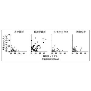 アセチルコリンが海馬に記憶が形成される引き金だった - 山口大が解明