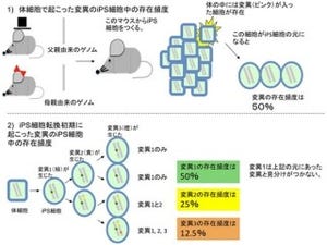 iPS細胞で観察されるゲノムの点突然変異はiPS化初期に発生したもの -放医研