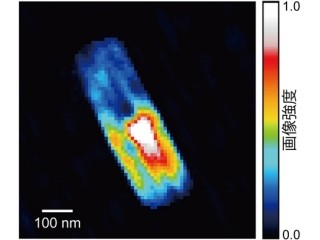 北大など、XFELを用いて生きた細胞のナノレベルでの観察に成功