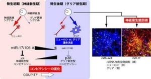 「神経幹細胞」の分化能は特定のmiRNAに制御されている - 慶応大と理研