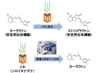 東北大など、植物の枝分かれ制御ホルモンの中間物質を究明