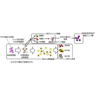 京大など、濾胞性ヘルパーT細胞由来リンパ腫の発症過程を解明