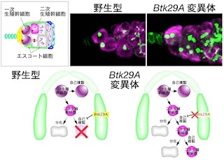 東北大、増殖に歯止めをかけて卵巣の腫瘍化を防ぐ仕組みを解明