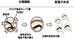 マウスの生殖細胞内の染色体運動を可視化する技術を開発 - 東大