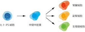 iPS細胞を使った腎臓を再生するための技術の確立に1歩前進 - 京大CiRA