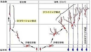 慶応大、脳の海馬を担う神経細胞が誕生後に海馬まで移動する際の方式を解明