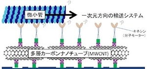 東北大、多層CNT上に固定したキネシンで微小管の一方向への輸送に成功