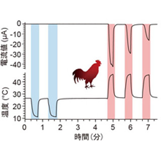 ニワトリはワサビを「熱い」と感じる - NIPSが解明