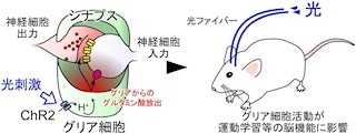 東北大、光遺伝学技術を用いて脳のグリア細胞の新しい役割を発見