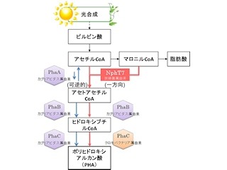 理研など、光合成のみでバイオプラスチックを高効率に生産することに成功