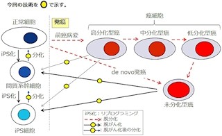 がんの征圧は間近か!? - 鳥取大、悪性度の高い未分化がんを正常細胞に転換