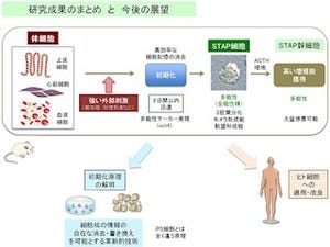 理研など、動物の体細胞を万能細胞(多能性細胞)へと初期化する新手法を開発