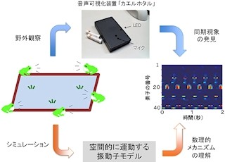 理研など、「ニホンアマガエル」の合唱にはパターンがあることを発見