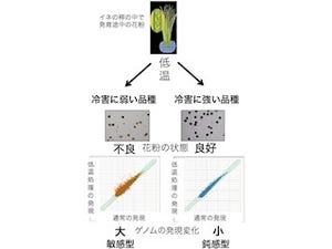 北大など、イネが低温をどの程度ストレスとして感じるかの指標化に成功