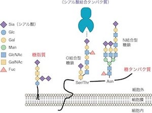 免疫系で細胞結合のための分子スイッチとなるのが「シアル酸」 - 京大