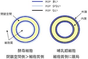 名大など、ほ乳類と酵母ではオートファジーの仕組みが違うことを発見