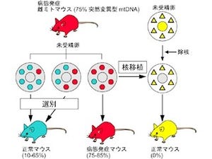 母マウスが「ミトコンドリア病」でも子マウスの予防は可能 - 筑波大