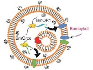 筑波大など、昆虫の性フェロモンに反応する人工細胞センサを開発